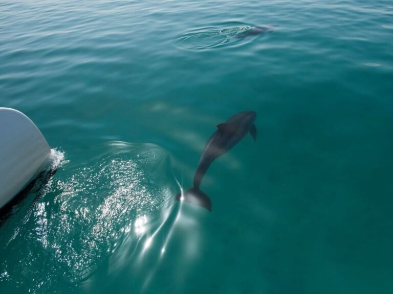 Dolphin Watching - Trip aboard the Sailboat Catamarã - O Esperança, discovering the Sado dolphin community, through the...